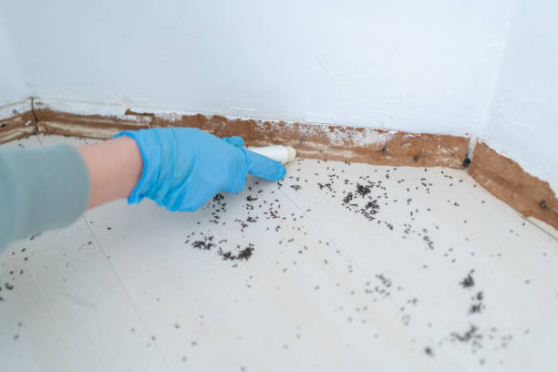 Best Bed Bug Extermination  in Rio Rancho Estates, NM